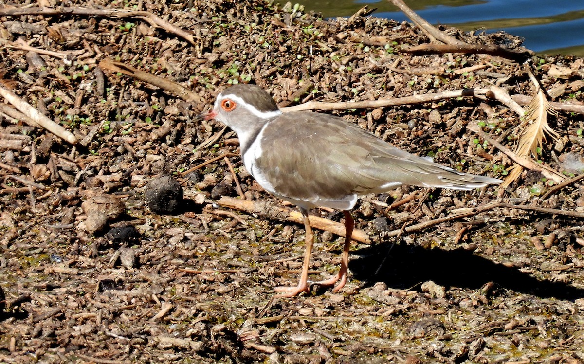 Three-banded Plover - ML613414024