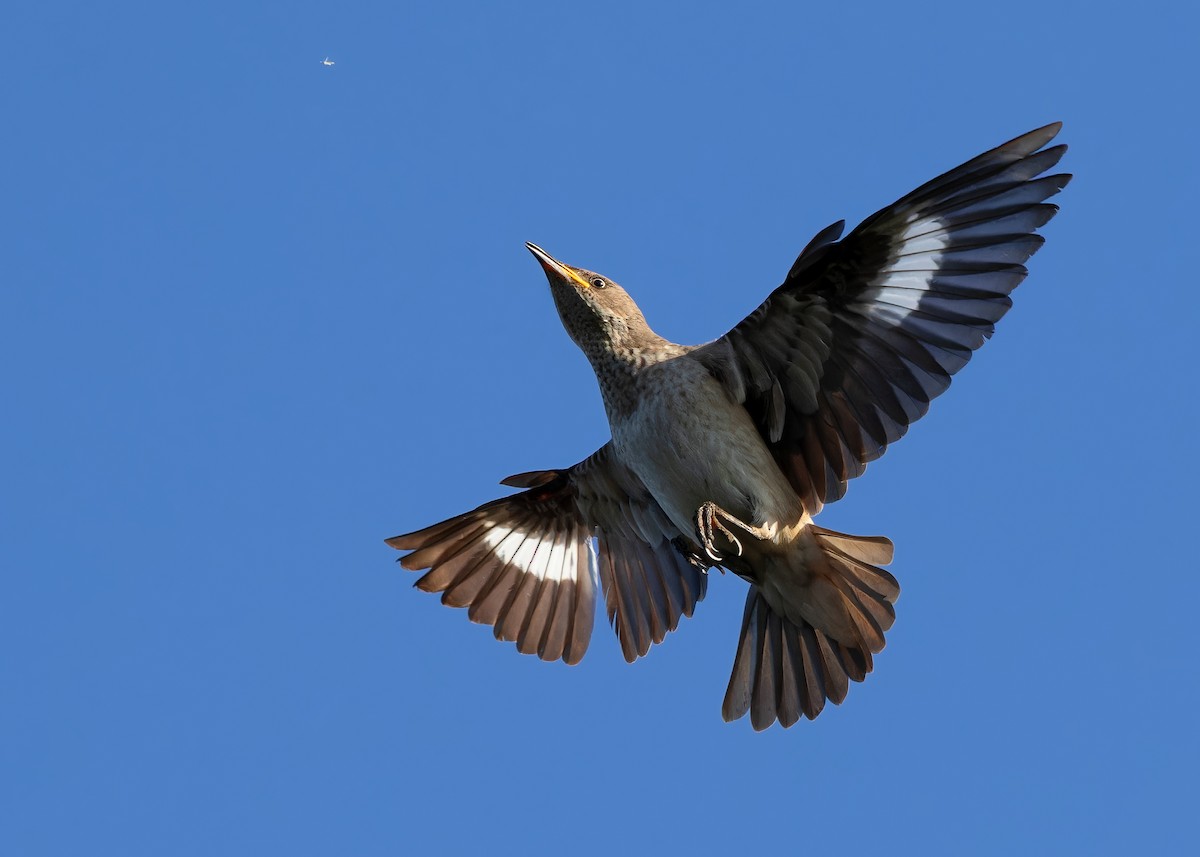 Spot-winged Starling - Ayuwat Jearwattanakanok