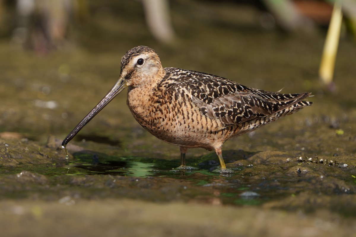 Long-billed Dowitcher - ML613414645
