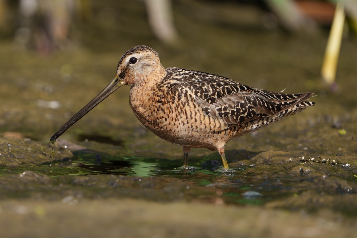 Long-billed Dowitcher - ML613414648