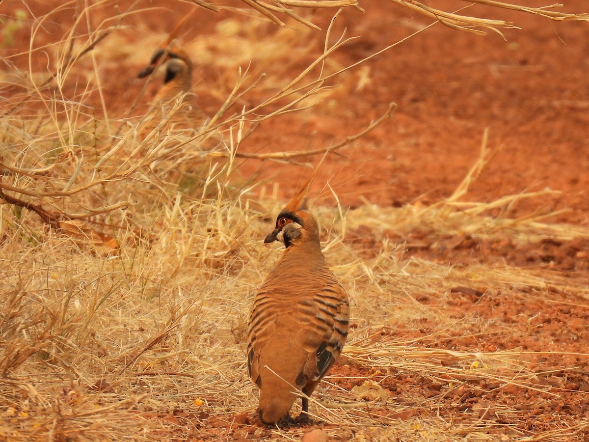 Spinifex Pigeon - ML613414685
