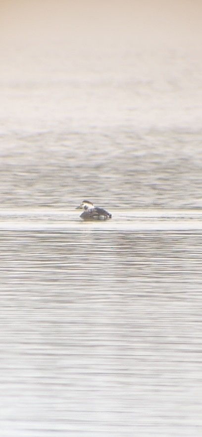 Long-tailed Duck - ML613414716