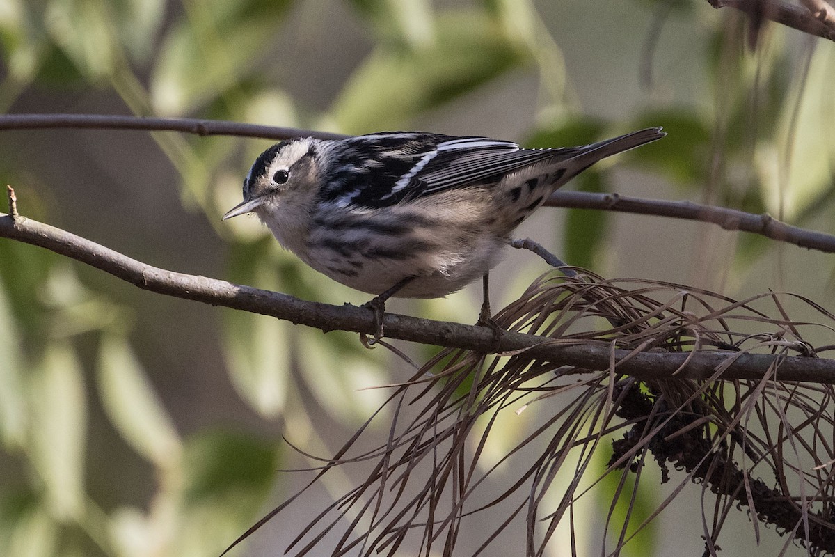 Black-and-white Warbler - ML613414775