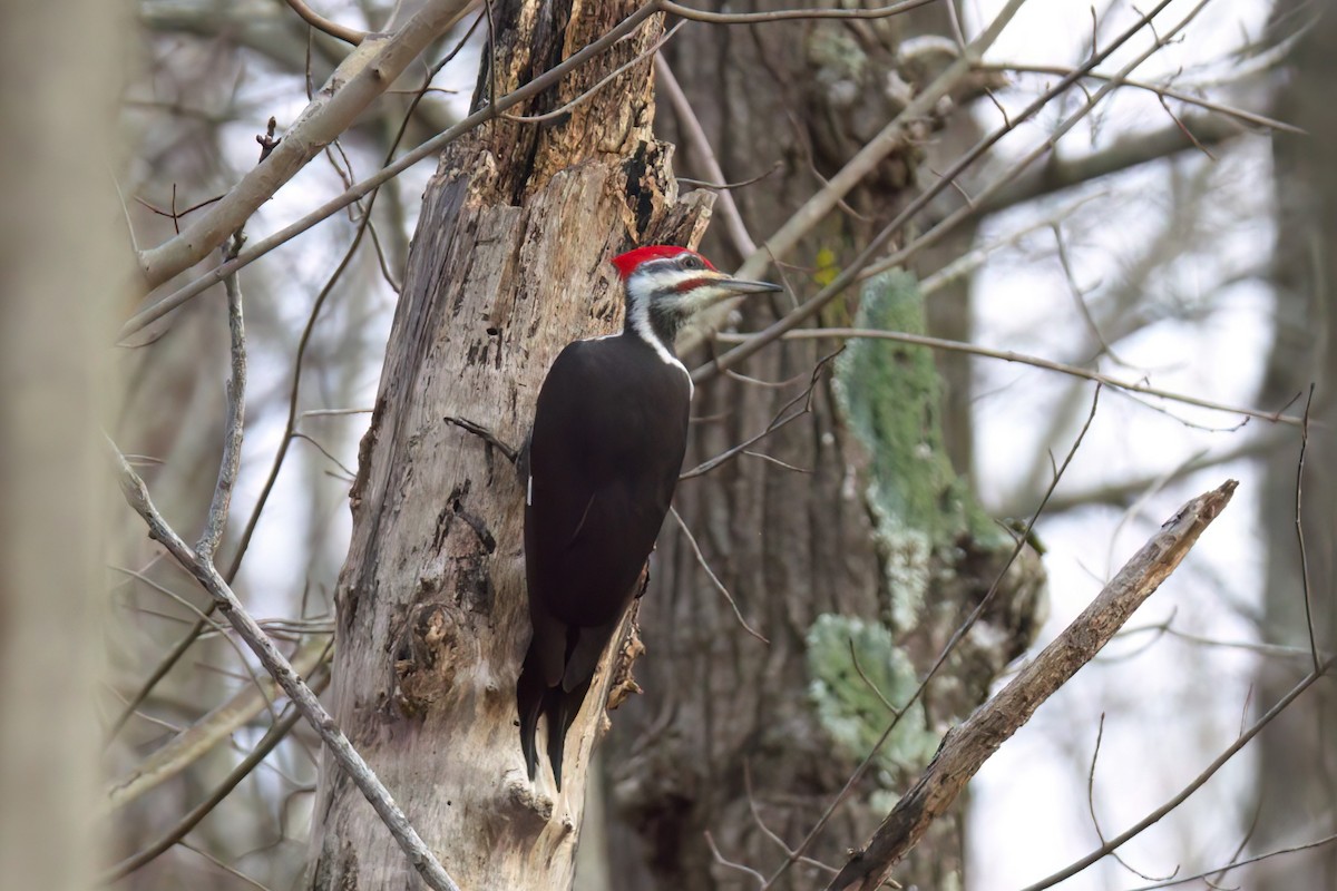Pileated Woodpecker - ML613415006