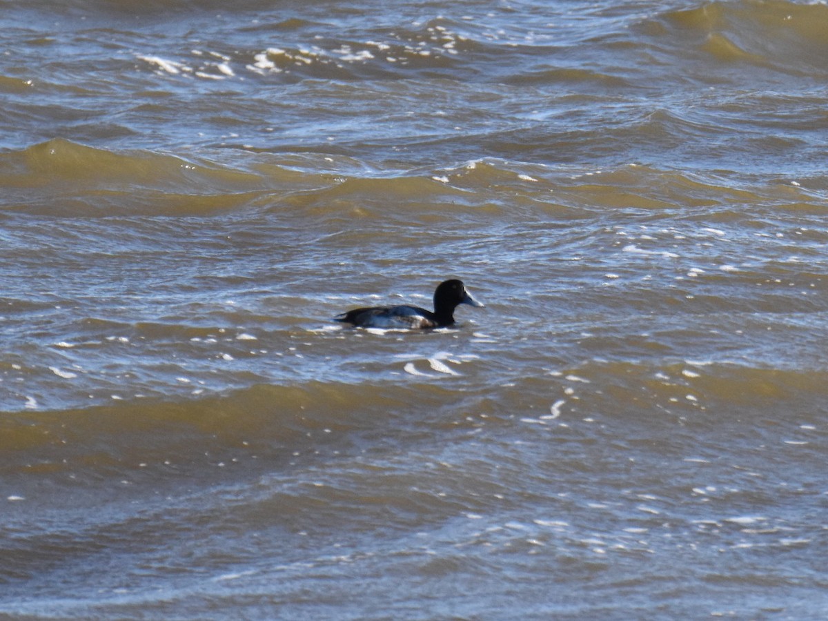 Greater Scaup - ML613415007