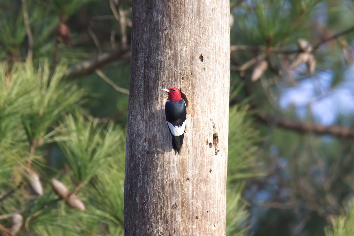 Red-headed Woodpecker - Mike Phillips