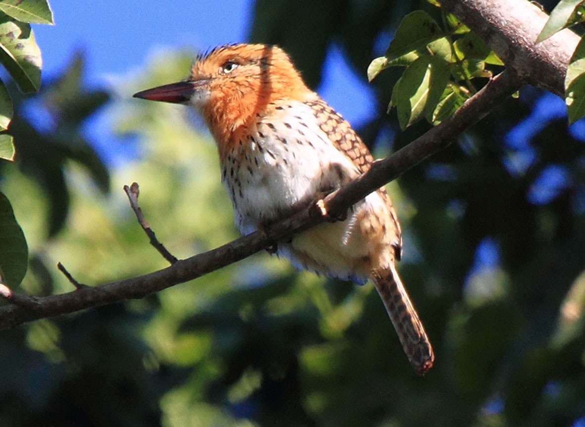 Spot-backed Puffbird (Chaco) - ML613415088