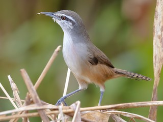  - Isthmian Wren