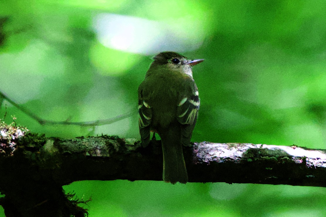 Acadian Flycatcher - Rob O'Donnell