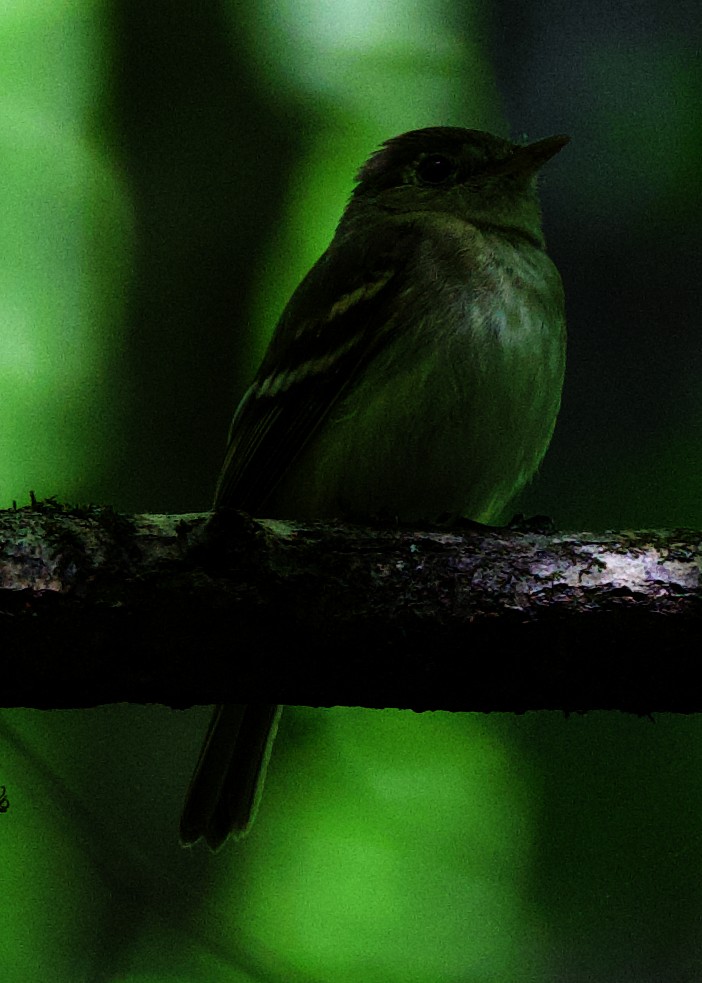 Acadian Flycatcher - Rob O'Donnell