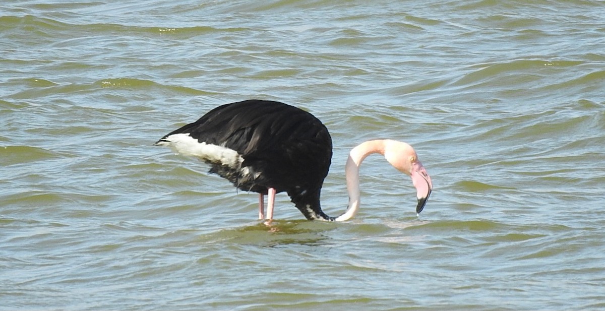 Greater Flamingo - ML613415546