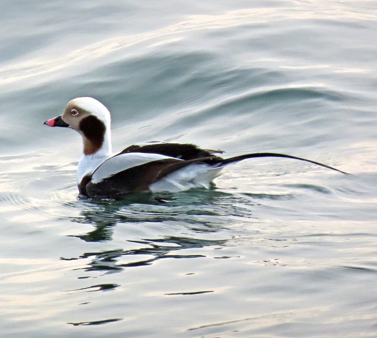 Long-tailed Duck - ML613415550