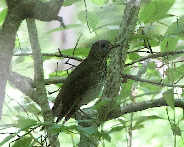 Gray-cheeked Thrush - Rob O'Donnell