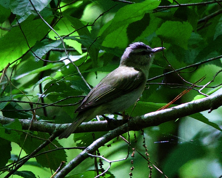 Red-eyed Vireo - Rob O'Donnell