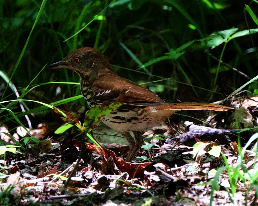 Brown Thrasher - Rob O'Donnell