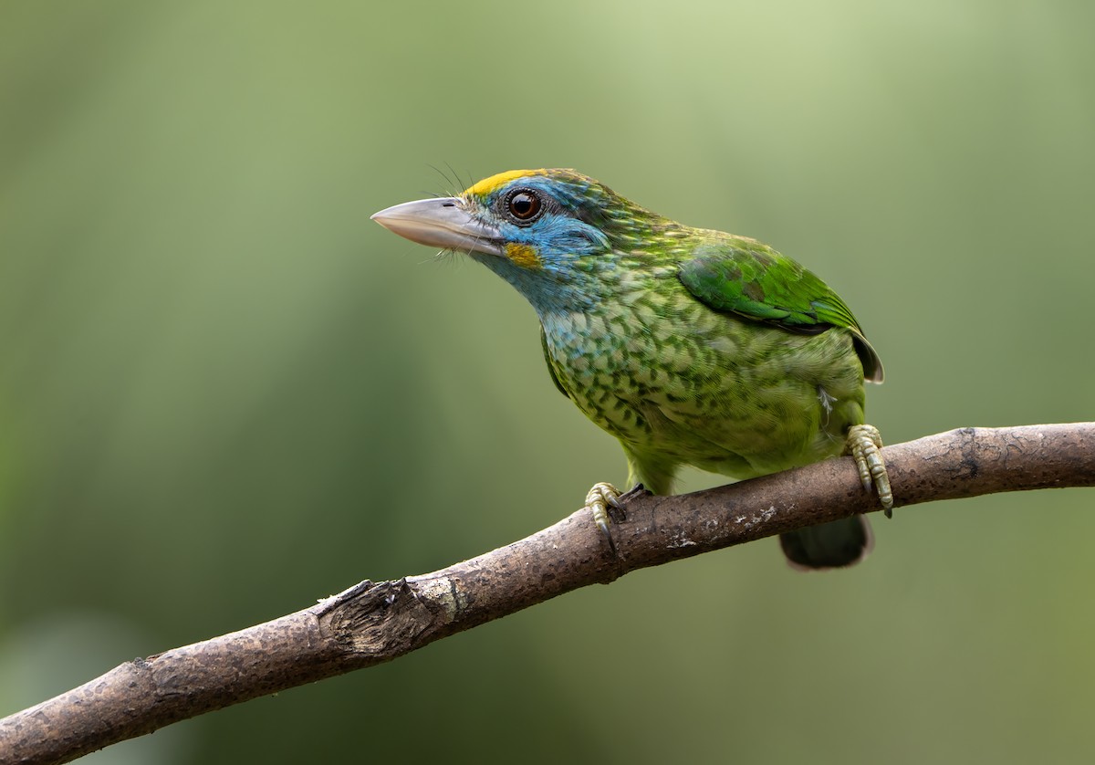 Yellow-fronted Barbet - ML613415673