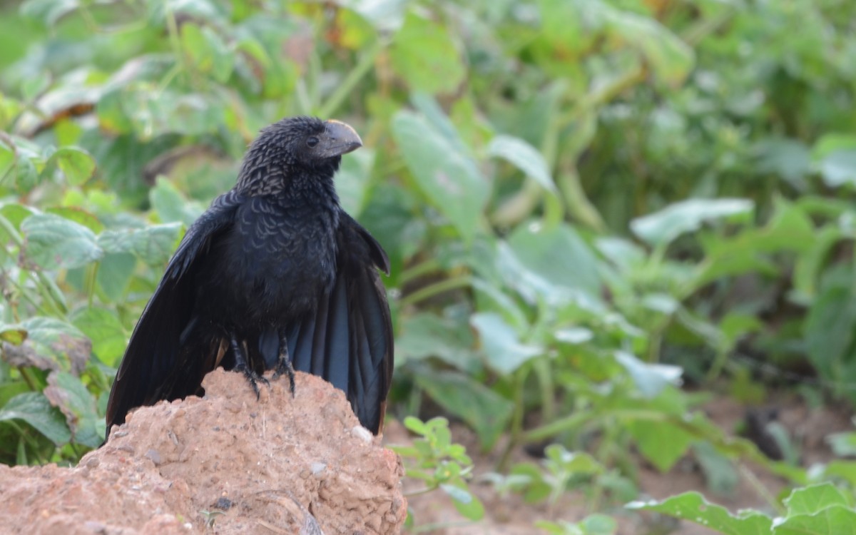 EBird Checklist 7 Jan 2024 Km 18 A Pre 11 24 Species   1200