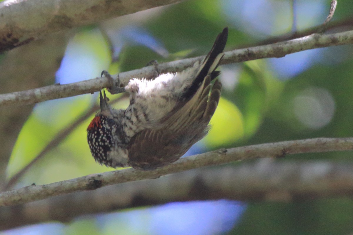White-barred Piculet (White-barred) - Fabio Olmos