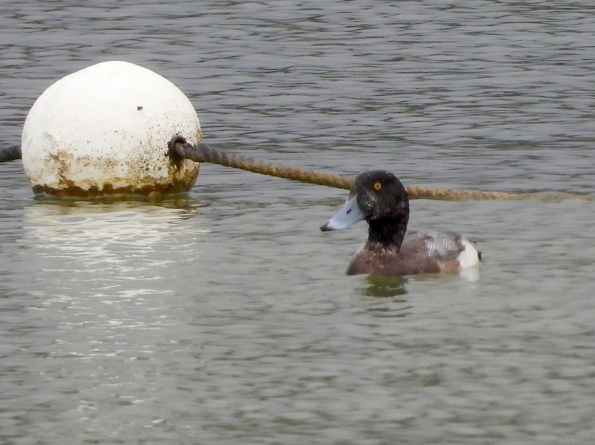 EBird Checklist 12 Jan 2024 SunWest Park 34 Species   1200