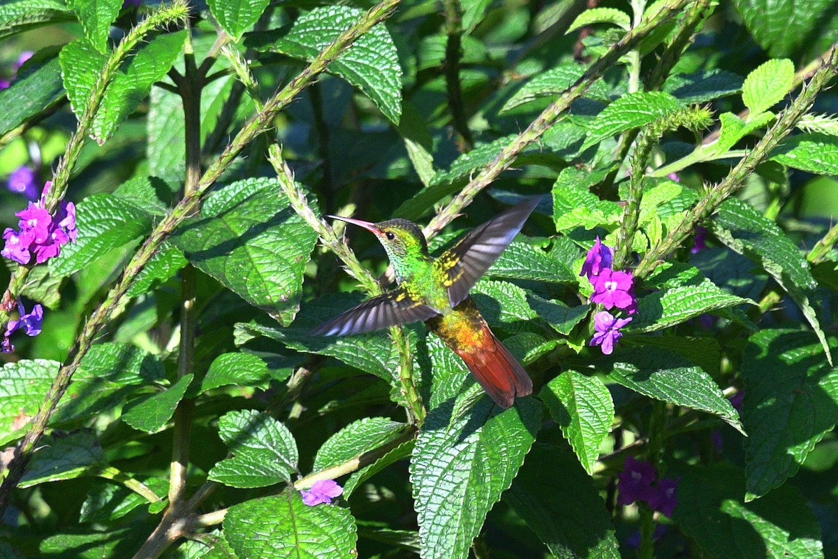 Rufous-tailed Hummingbird - ML613416256
