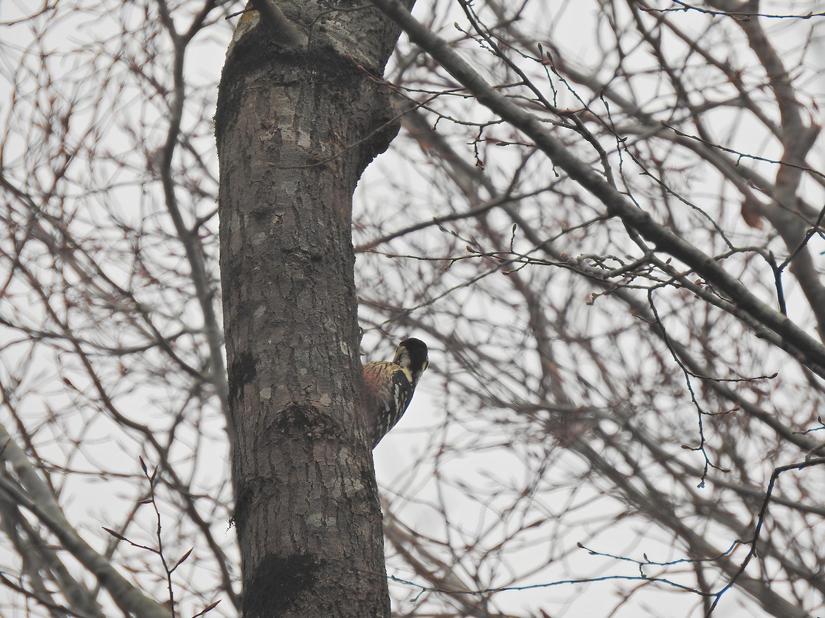 White-backed Woodpecker - ML613416358