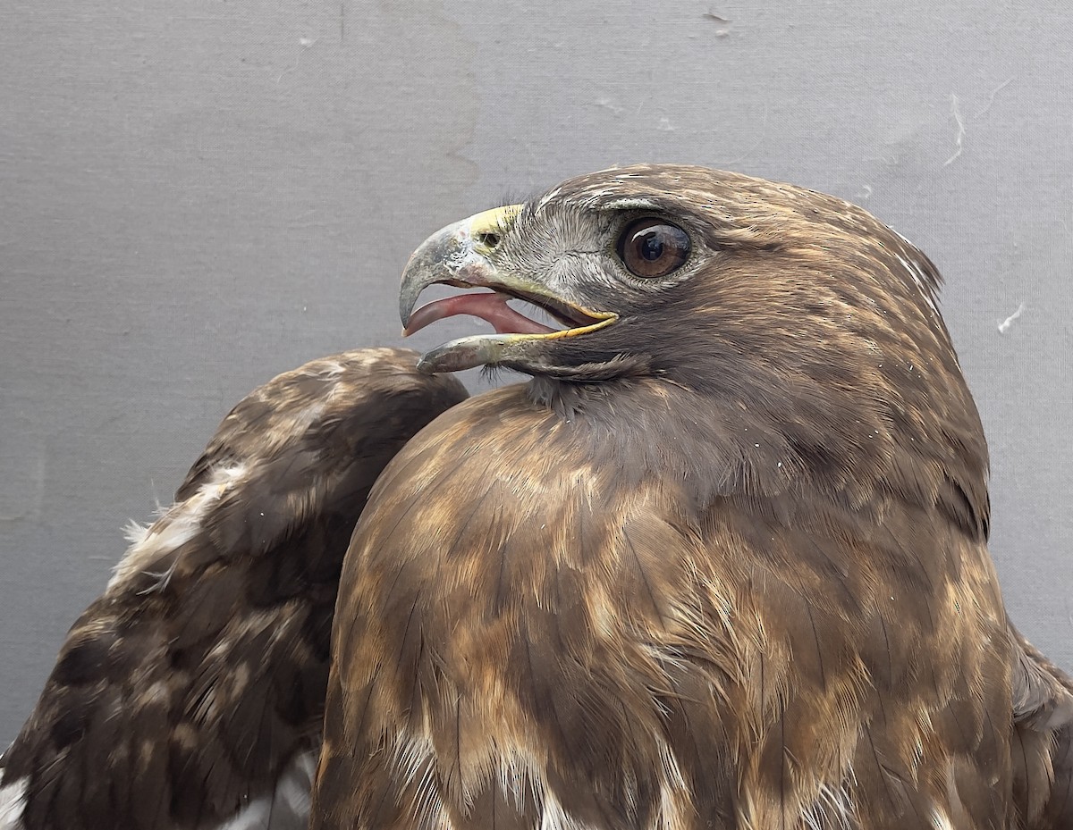 Red-tailed Hawk - Lucas DeCicco