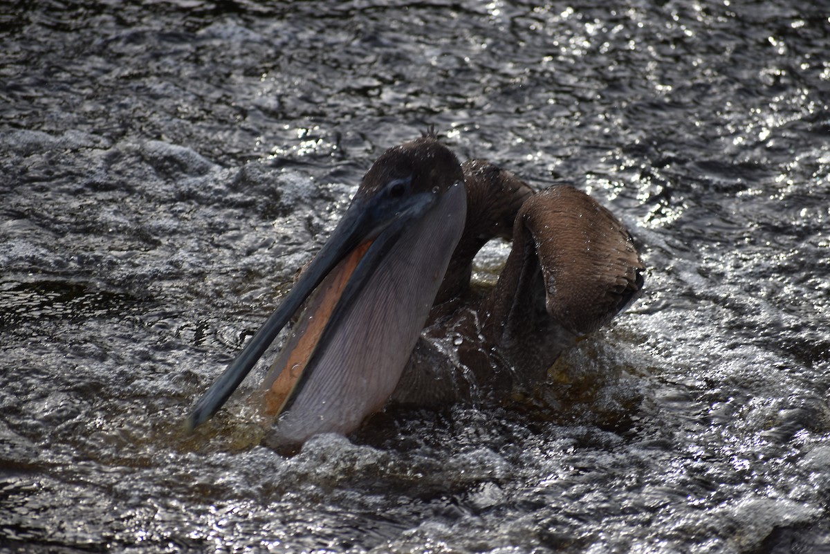 pelikán hnědý - ML613416716