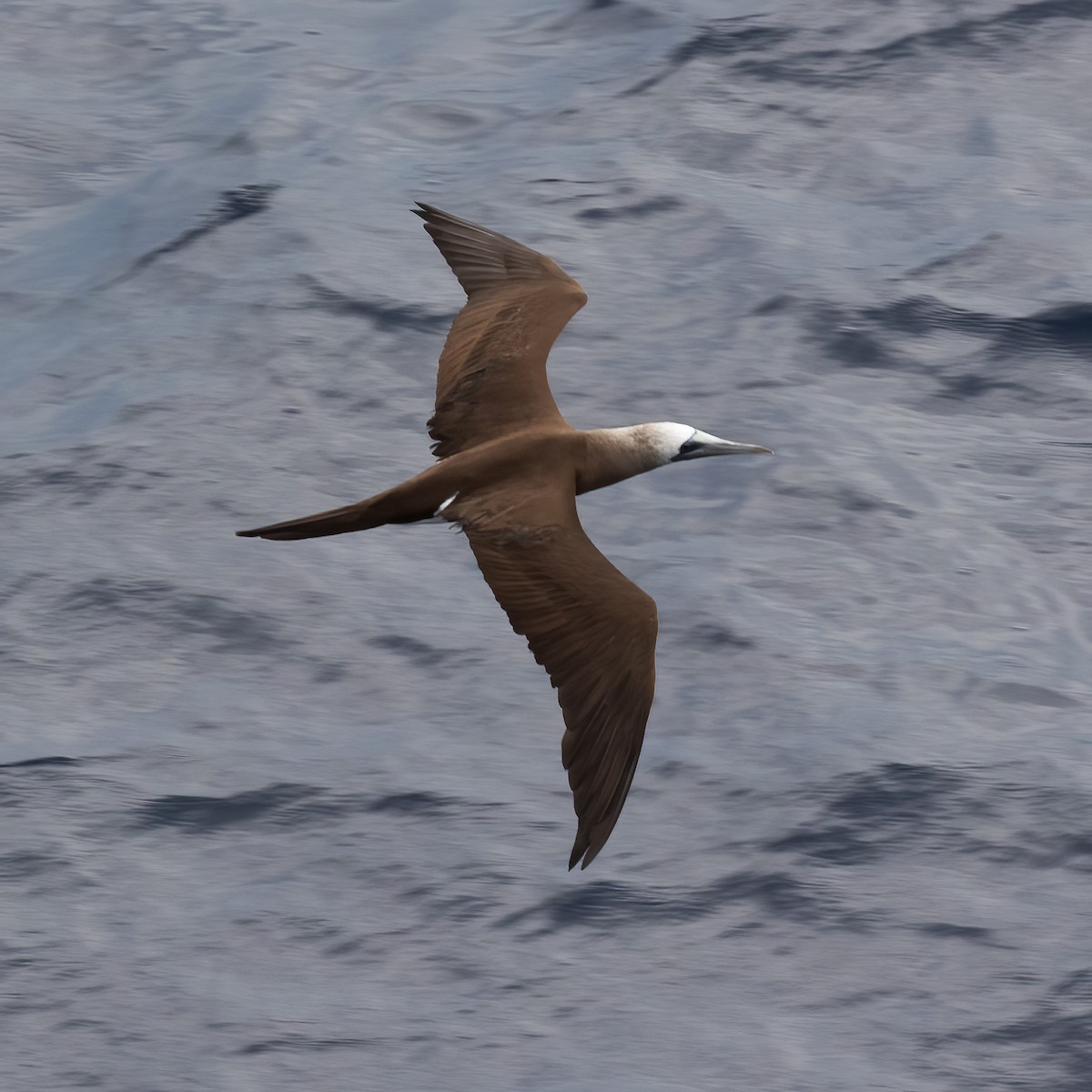 Brown Booby (Brewster's) - ML613416742