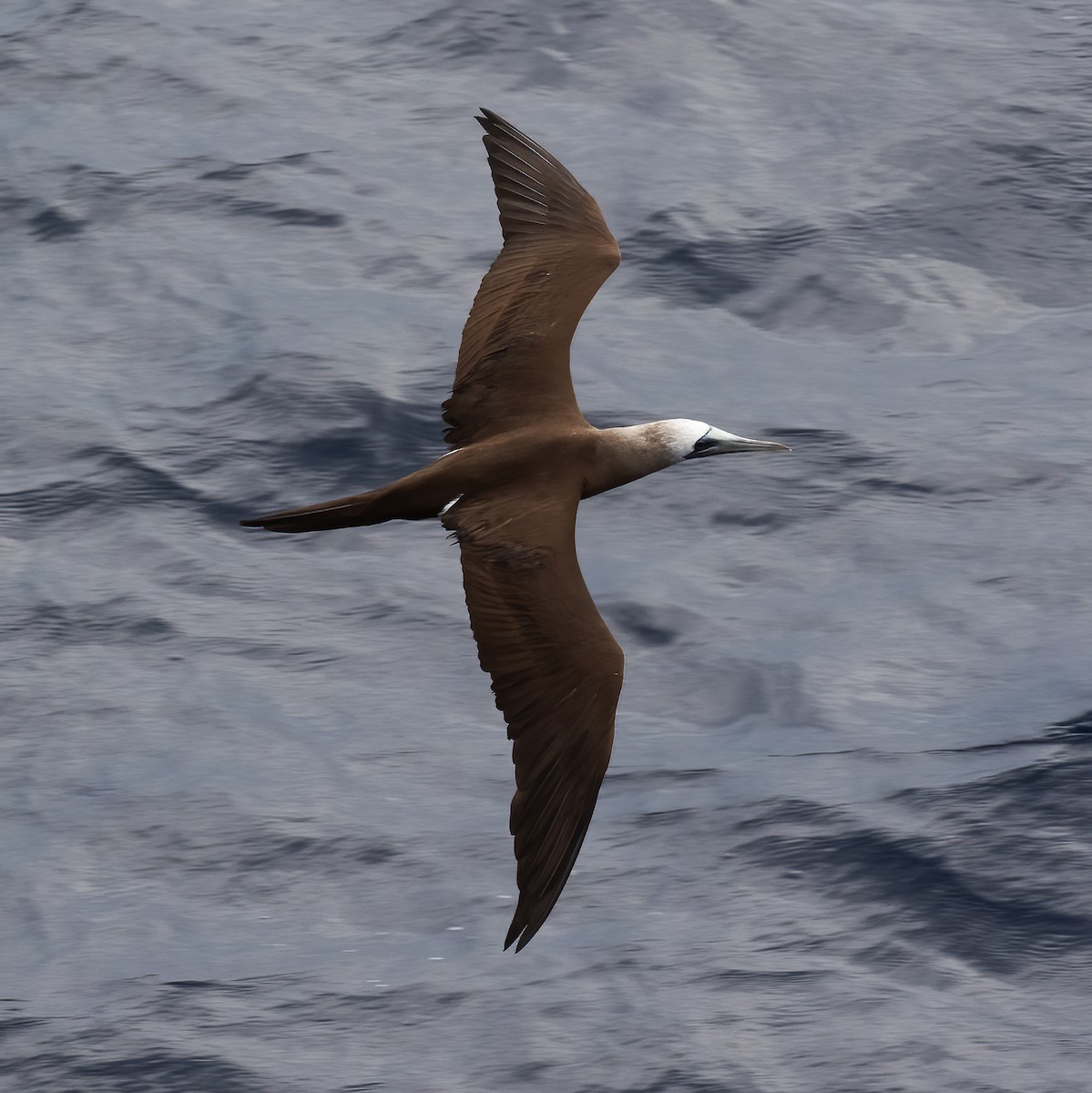 Brown Booby (Brewster's) - ML613416743