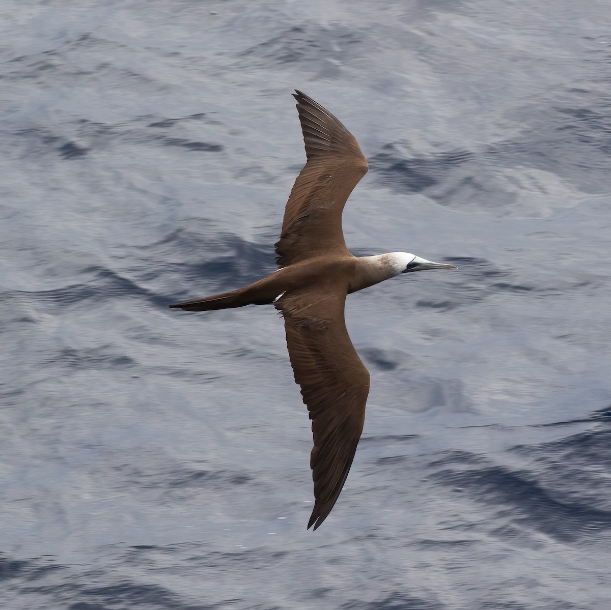 Brown Booby (Brewster's) - ML613416744