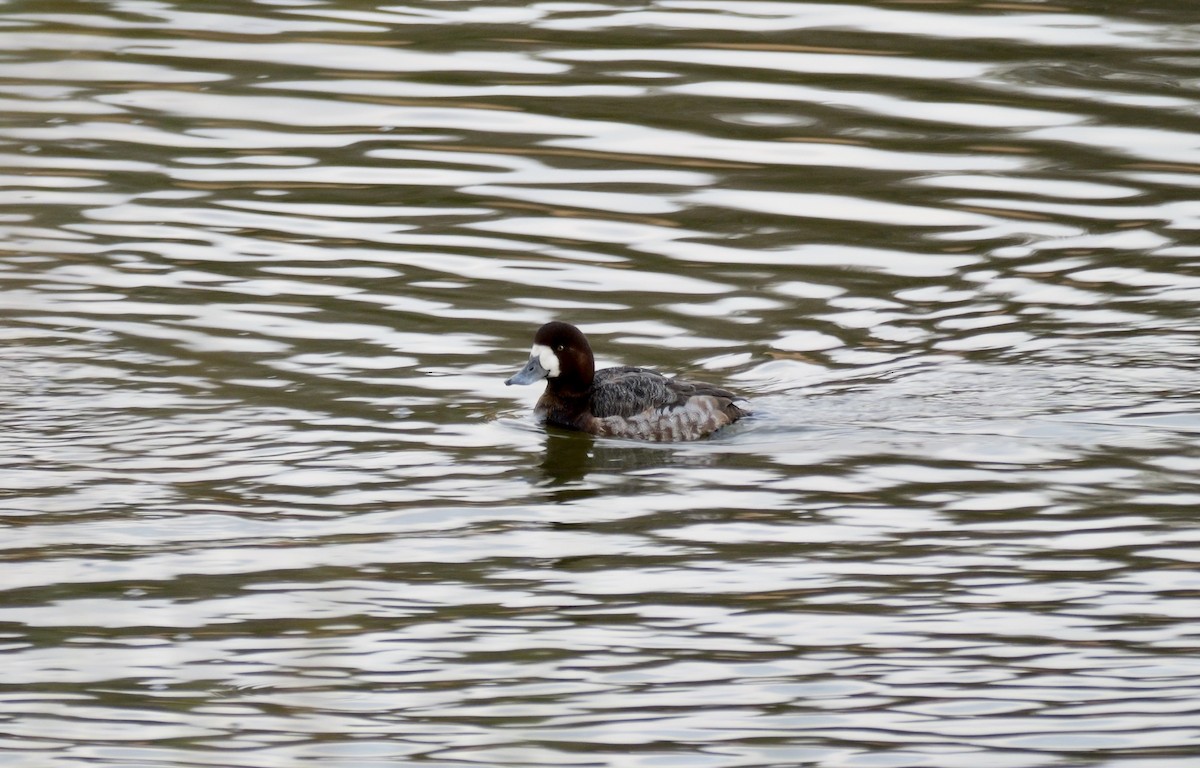 Greater Scaup - ML613416750