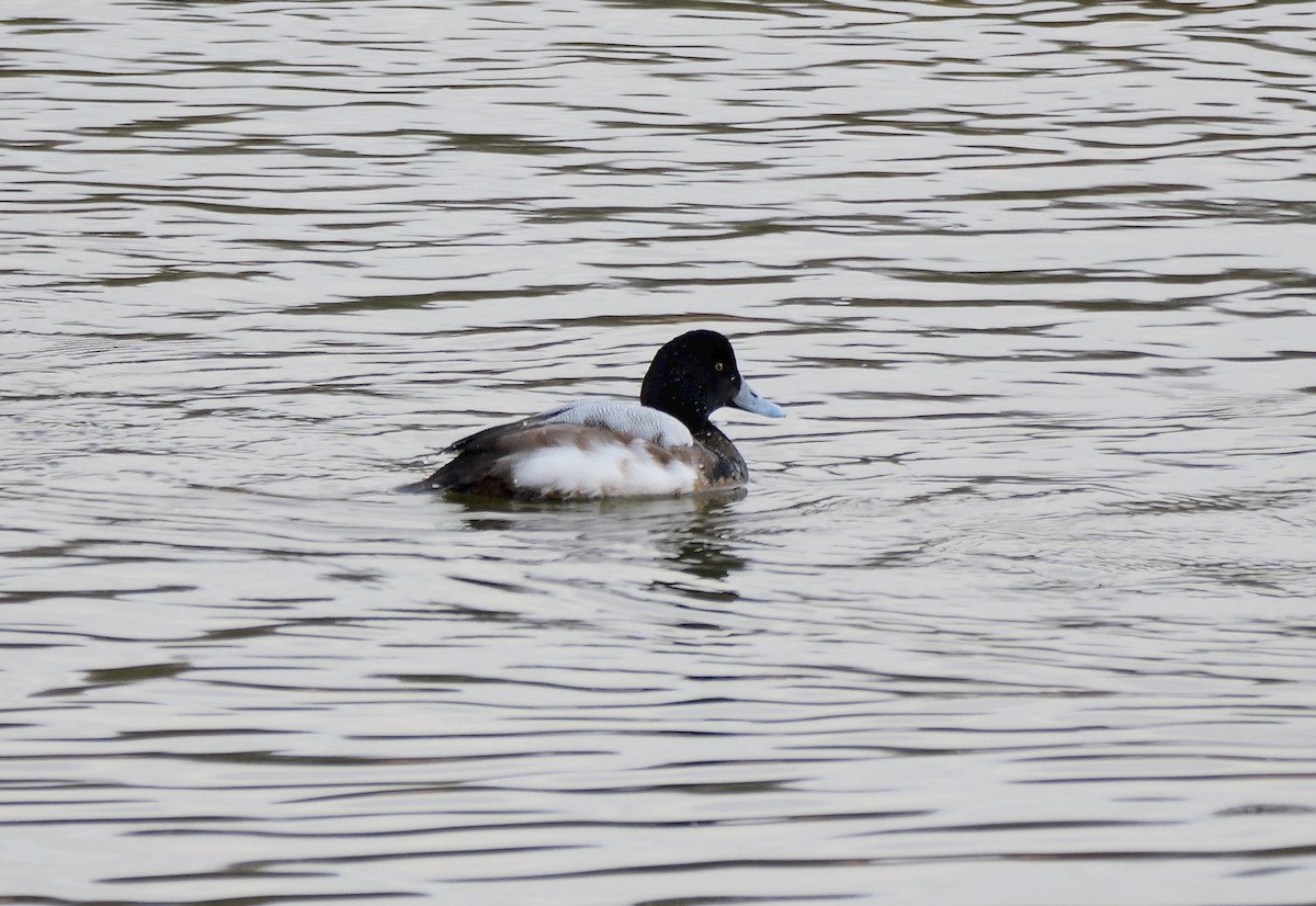 Greater Scaup - ML613416751