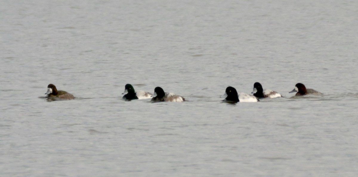 Greater Scaup - ML613416752