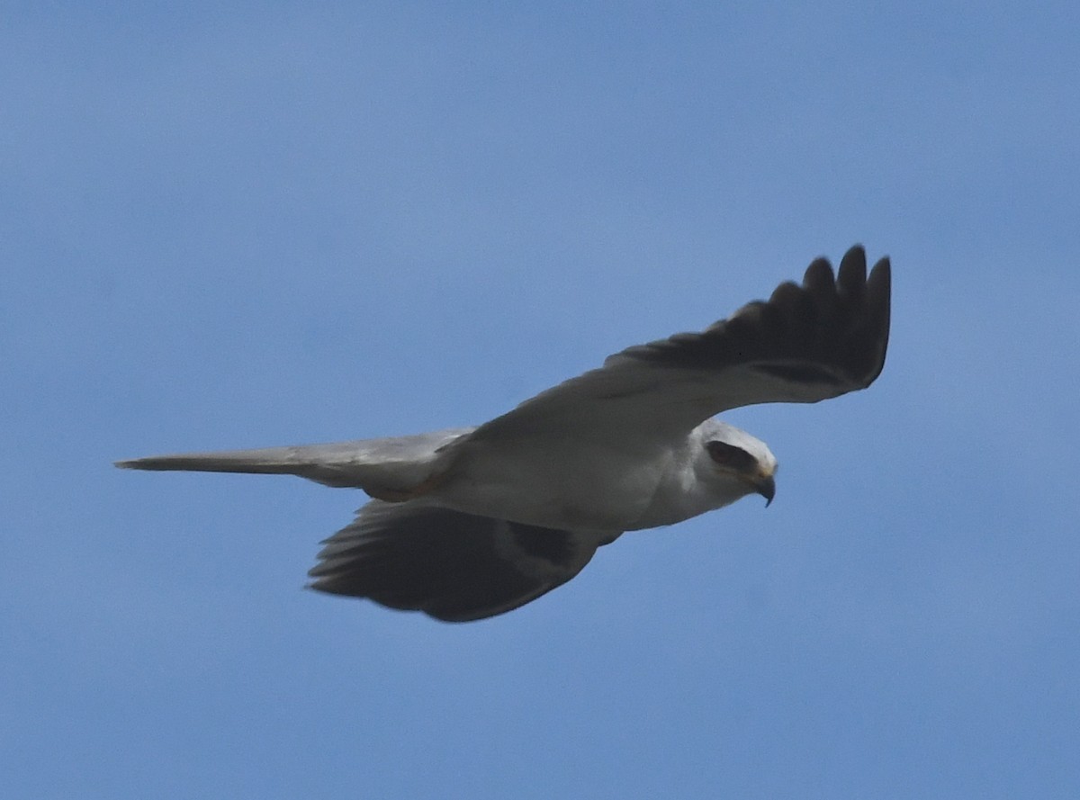 White-tailed Kite - Suzanne Zuckerman