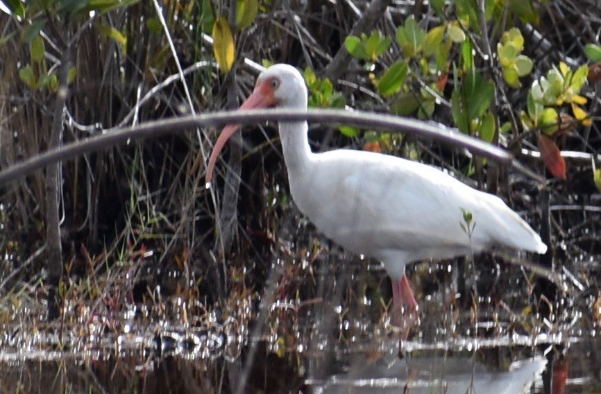 ibis bílý - ML613416861