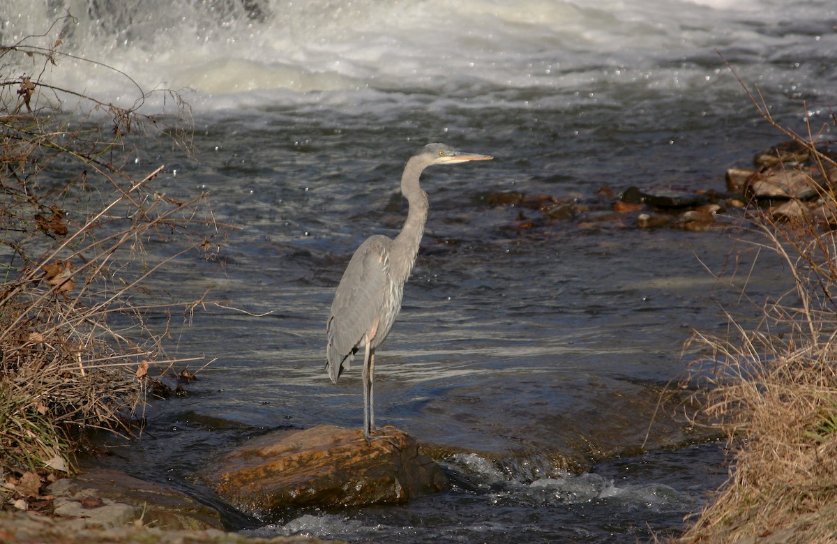 Pennsylvania Bird Atlas Checklist 11 Jan 2024 Newlin Grist Mill   1200