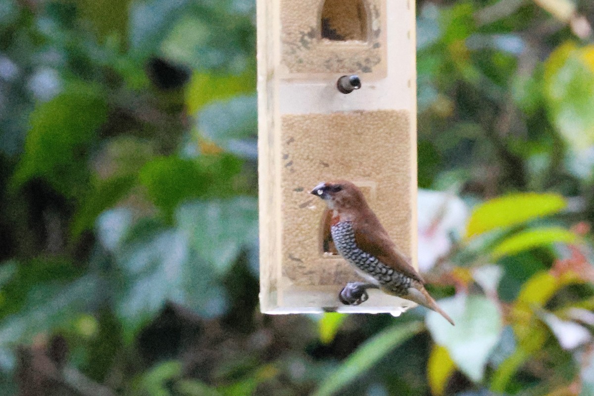 Scaly-breasted Munia - Audrey Whitlock