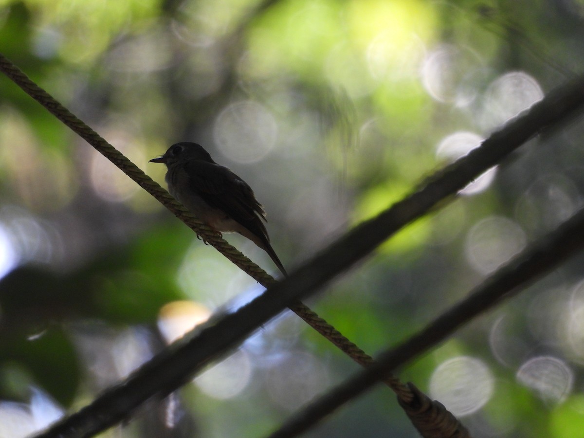Brown-breasted Flycatcher - ML613417583