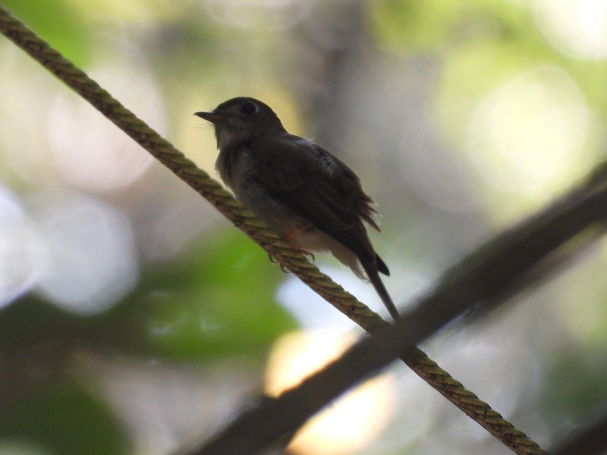 Brown-breasted Flycatcher - ML613417604
