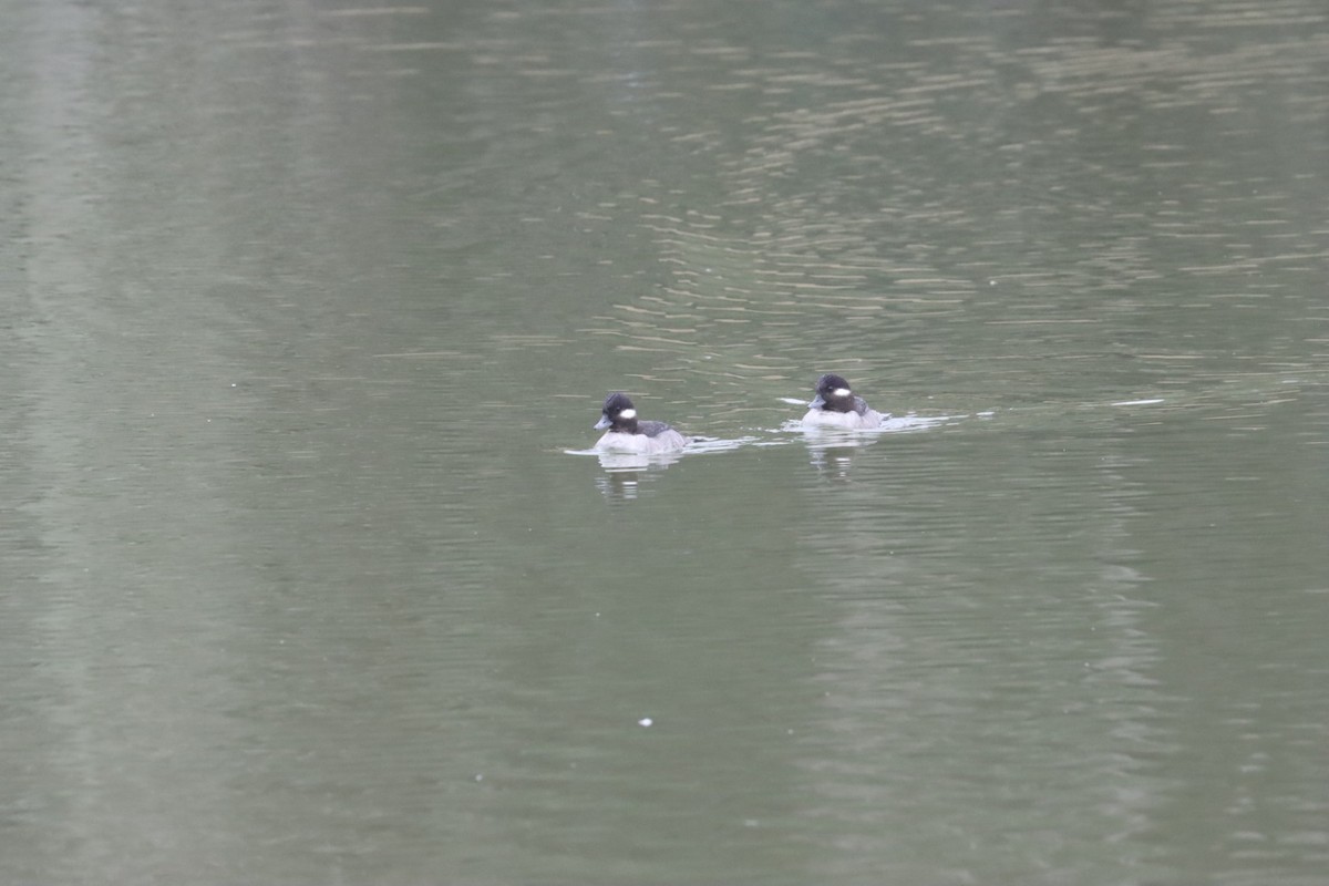 EBird Checklist 12 Jan 2024 Mills Street Pond 13 Species   1200