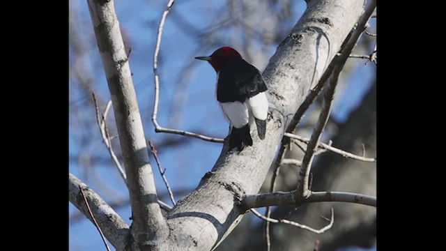 Red-headed Woodpecker - ML613417702
