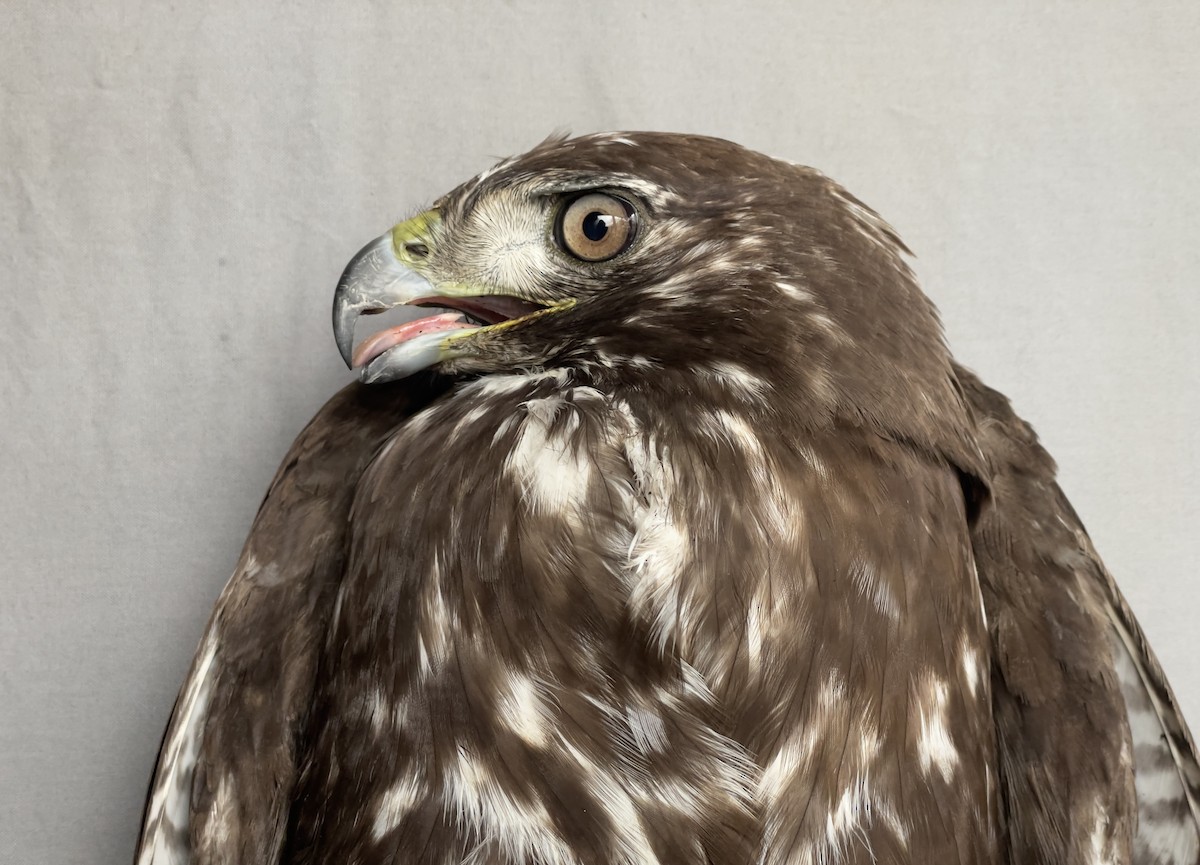 Red-tailed Hawk - ML613418170
