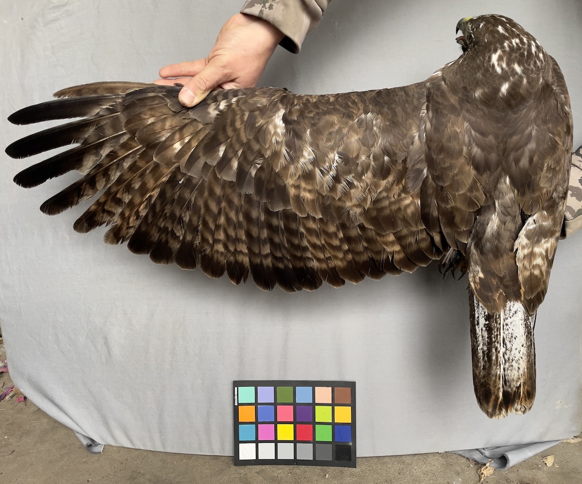Red-tailed Hawk - ML613418211