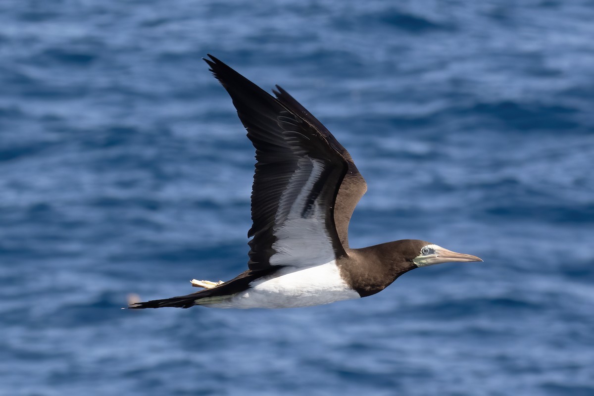 Brown Booby - ML613418299