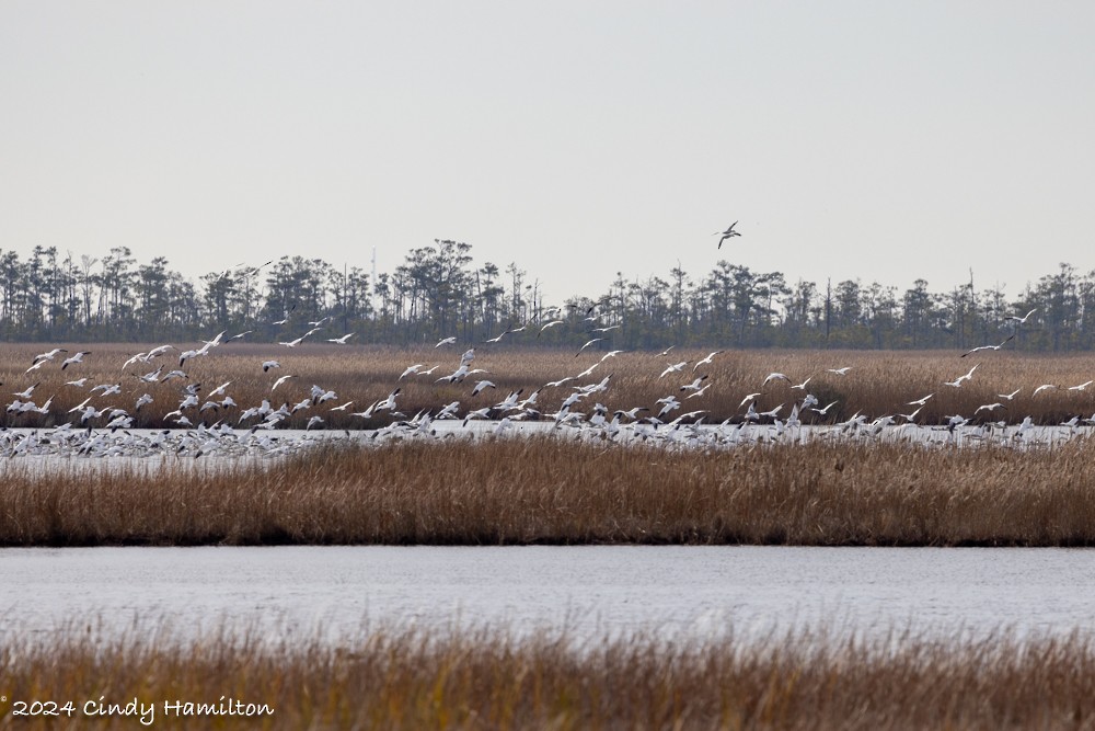 eBird Checklist 12 Jan 2024 Mackay Island NWRCharles Kuralt