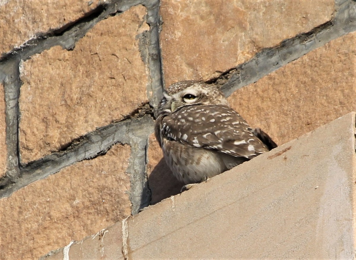 Spotted Owlet - Dhruba  Saikia
