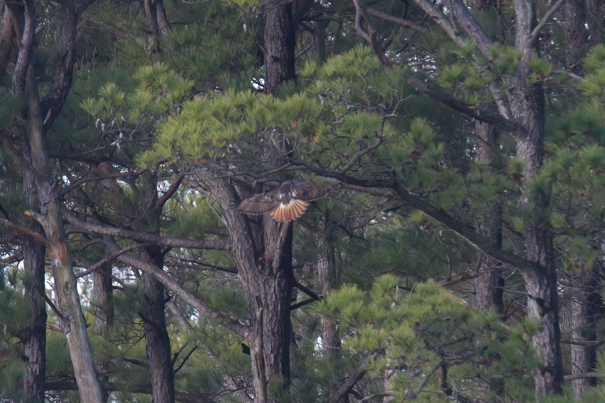 Red-tailed Hawk - ML613418588