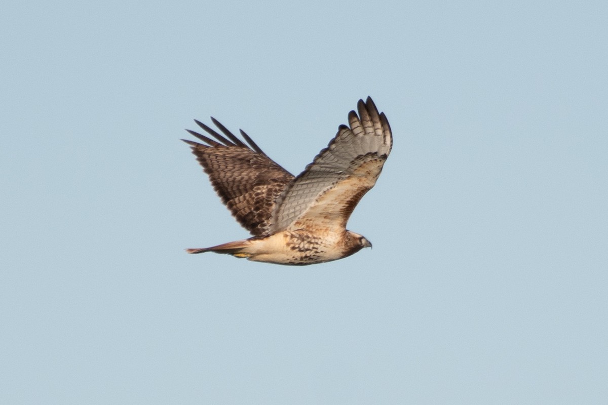 Red-tailed Hawk - ML613418622