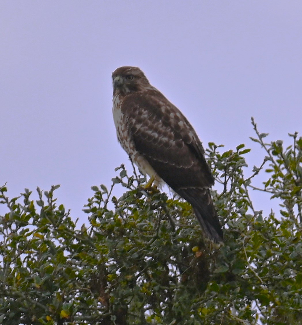 Red-tailed Hawk - ML613418690