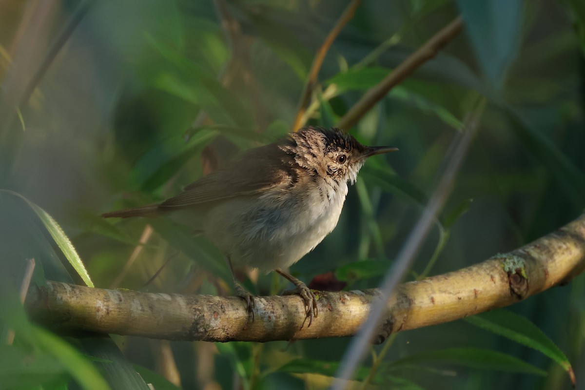 Common Reed Warbler - ML613418924
